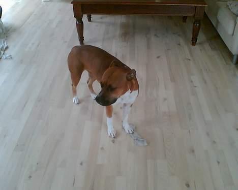 Blanding af racer stella billede 3