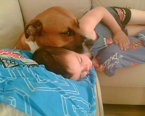 Blanding af racer stella billede 4