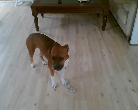 Blanding af racer stella billede 5