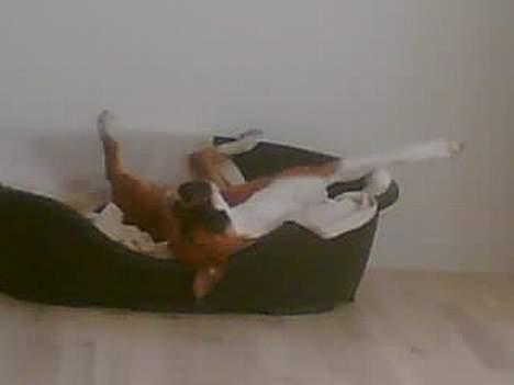 Blanding af racer stella billede 6