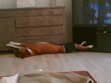 Blanding af racer stella billede 7