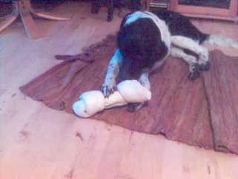 Blanding af racer Geo - sikke et lille ben billede 6