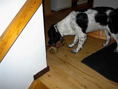 Blanding af racer Geo - en lille eftermiddagssnack billede 7