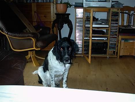 Blanding af racer Geo - se far, jeg er sølle når jeg er våd billede 8