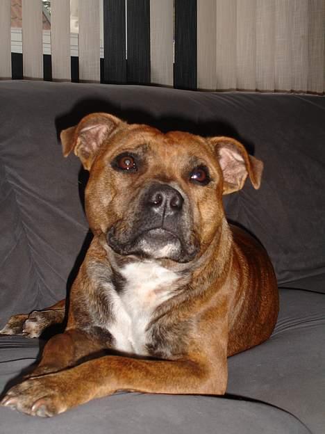 Staffordshire bull terrier Jeanty´s staff Zilla billede 17