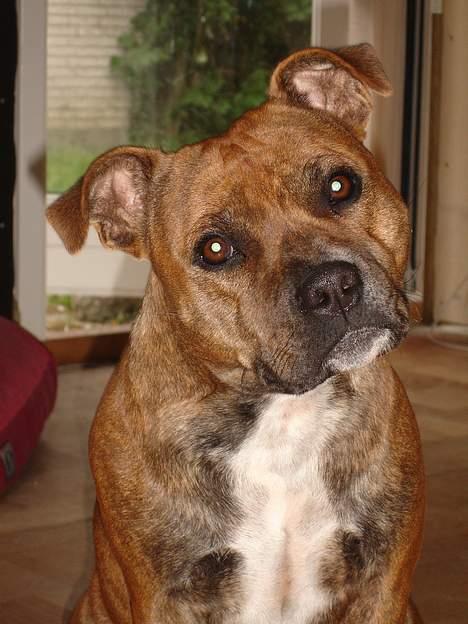 Staffordshire bull terrier Jeanty´s staff Zilla billede 18