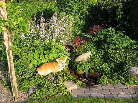 Welsh corgi pembroke Nicky billede 16