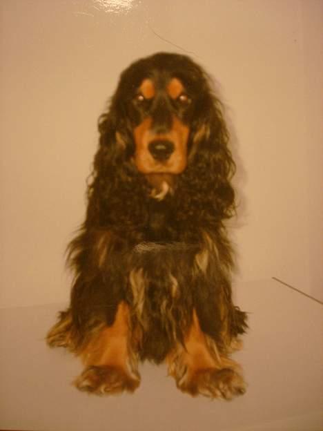 Cocker spaniel Daisy † R.I.P †  - Daisy igen igen:) billede 9