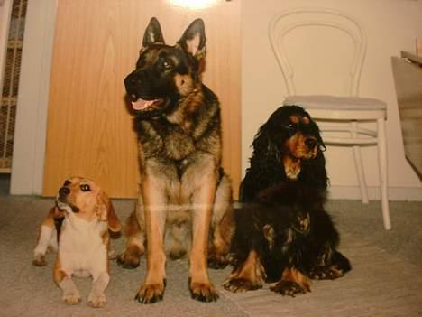 Cocker spaniel Daisy † R.I.P †  - Pjevs, Chang og Daisy.. De tre gode venner:D billede 10