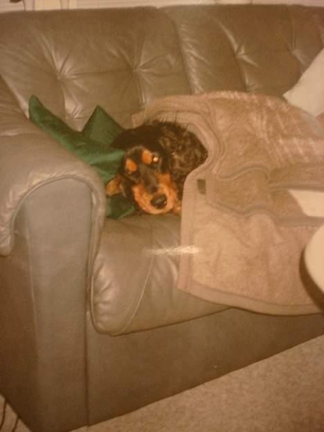 Cocker spaniel Daisy † R.I.P †  - Hun hygger sig vist rigtig:D haha billede 11