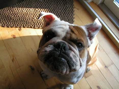 Engelsk bulldog Aksel billede 1