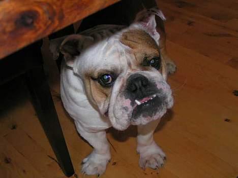 Engelsk bulldog Aksel billede 2