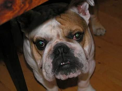 Engelsk bulldog Aksel billede 3