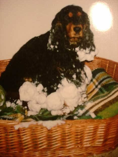 Cocker spaniel Daisy † R.I.P †  - Snebold?! billede 12