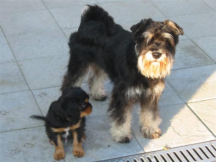 Cavalier king charles spaniel Chili billede 3