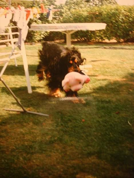 Cocker spaniel Daisy † R.I.P †  - ´´Se hvad jeg har fundet!!´´ billede 13