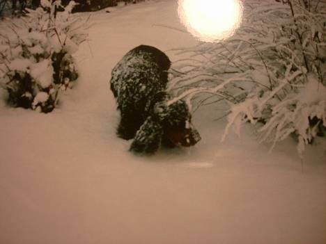 Cocker spaniel Daisy † R.I.P †  - Daisy ude i den dejlige sne!! billede 14