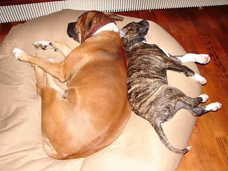 Amerikansk bulldog Boris - uha man er 13 uger nu. Ligger lige og måler op af mors ryg hmm mangler lidt for at være lige så stor som mor billede 7