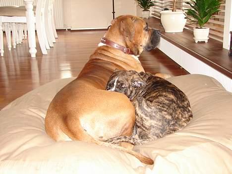 Amerikansk bulldog Boris - selv om man er 13 uger er mor bedst at putte op af billede 8