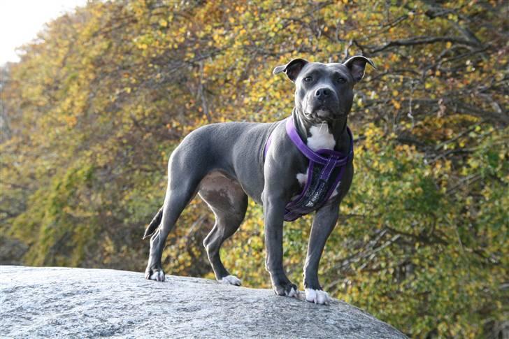 Amerikansk staffordshire terrier zika - Er jeg ikke skøn !! billede 1