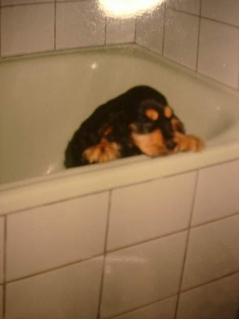 Cocker spaniel Daisy † R.I.P †  - ´´Neeej jeg vil ikk i bad!!´´ Daisy da hun var lille:D billede 15