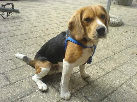 Beagle Bob RIP 22/10-2017 - Se jeg sidder med min nye sele... billede 7