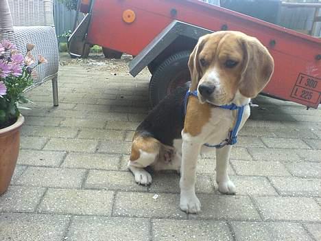 Beagle Bob RIP 22/10-2017 - Se hvor pæn jeg sidder... billede 8
