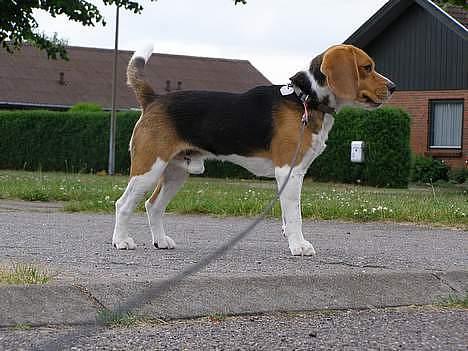 Beagle Bob RIP 22/10-2017 - Jeg er li ude og gå med Peter... billede 9