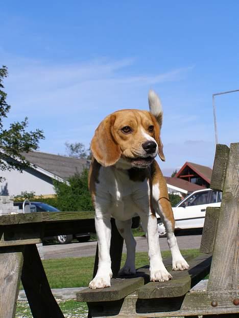 Beagle Bob RIP 22/10-2017 - Jeg vil vare med nå i sidder her... billede 10