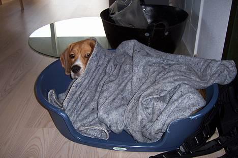 Beagle Bob RIP 22/10-2017 - Jeg putter lige lidt i min kurv... billede 11