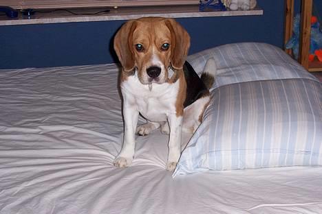 Beagle Bob RIP 22/10-2017 - Jeg laver ikk ballade... billede 12