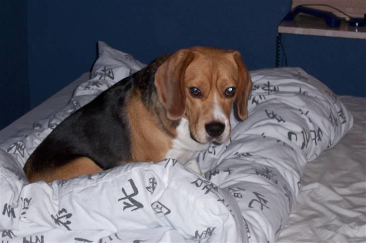 Beagle Bob RIP 22/10-2017 - Okay måske lidt ballede laver jeg... billede 13