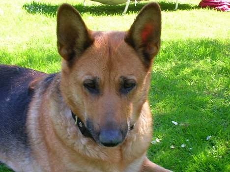 Schæferhund Daisy - død - En dejlig sommerdag i haven..! billede 1