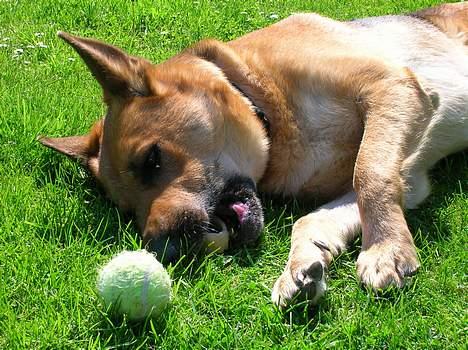 Schæferhund Daisy - død billede 2