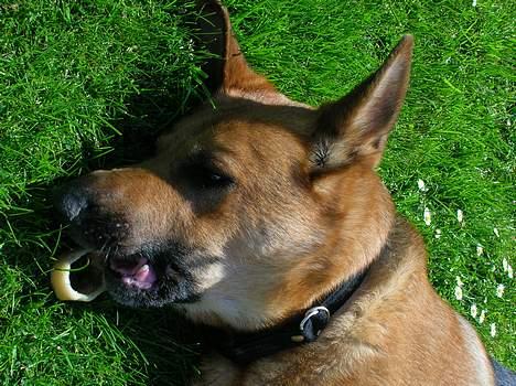 Schæferhund Daisy - død billede 3