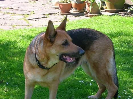 Schæferhund Daisy - død billede 4