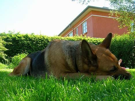 Schæferhund Daisy - død billede 5