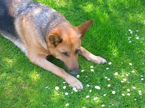 Schæferhund Daisy - død billede 6