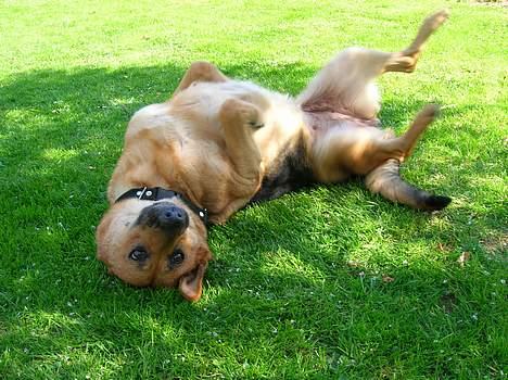 Schæferhund Daisy - død - Hun vender da vist li på hoevdet ! :D billede 7