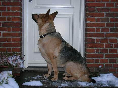 Schæferhund Daisy - død - hun venter på at komme ind.. ! hehe..  billede 8