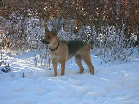 Schæferhund Daisy - død - den lille sne-hund ! billede 9