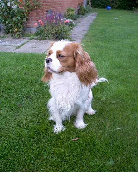 Cavalier king charles spaniel Simpson billede 12