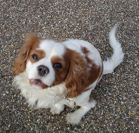 Cavalier king charles spaniel Simpson - taget af Nadja L billede 13