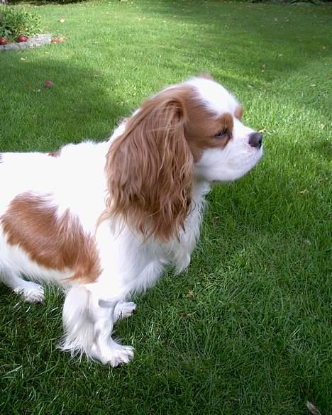 Cavalier king charles spaniel Simpson billede 14