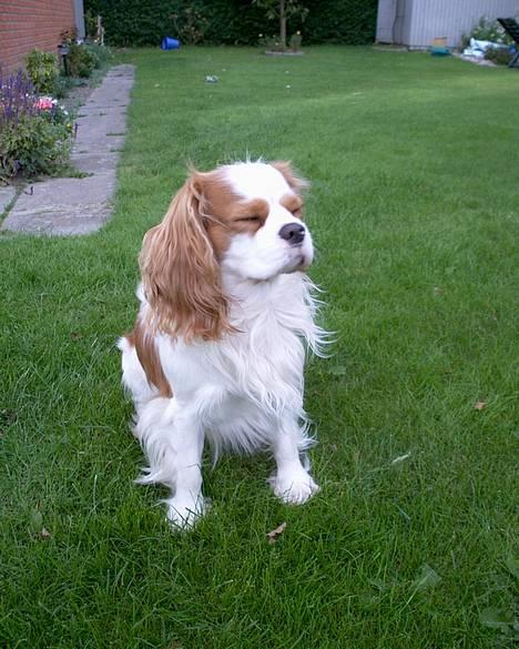 Cavalier king charles spaniel Simpson billede 15