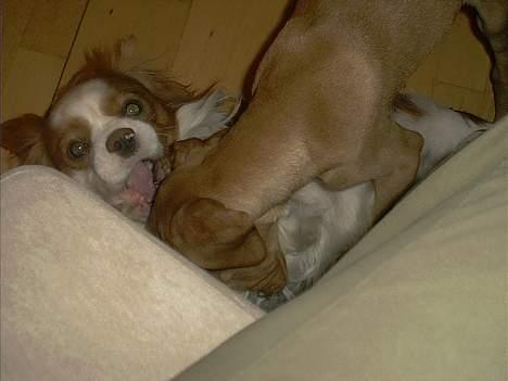 Cavalier king charles spaniel Simpson - Jeg ta´r dig brormand... billede 16