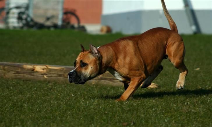 Amerikansk staffordshire terrier Freja + Aflivet + - Www.Soegaarde.dk billede 3