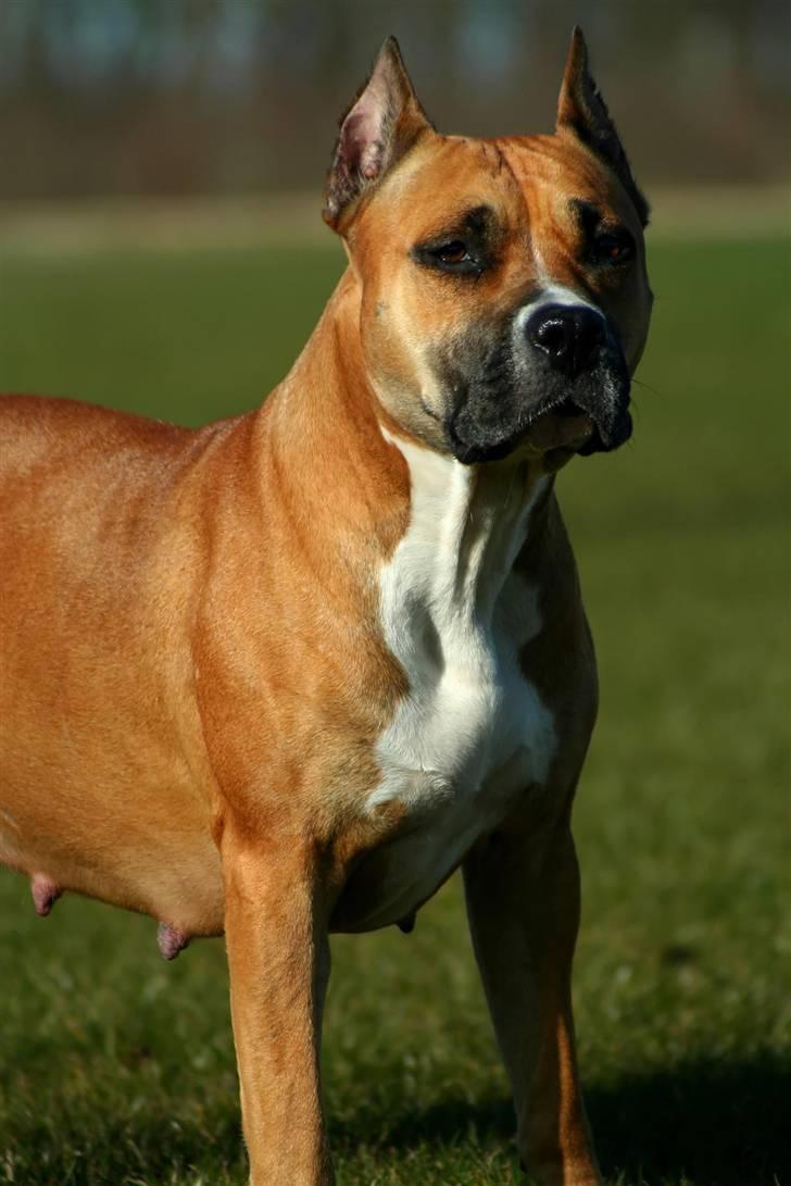Amerikansk staffordshire terrier Freja + Aflivet + billede 4