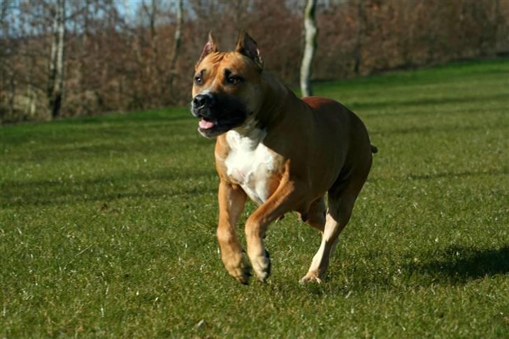 Amerikansk staffordshire terrier Freja + Aflivet + - Www.Soegaarde.dk billede 5