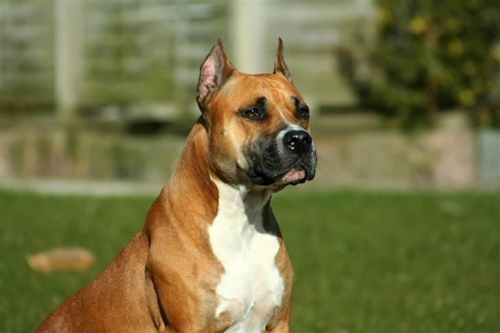 Amerikansk staffordshire terrier Freja + Aflivet + - Www.Soegaarde.dk billede 6